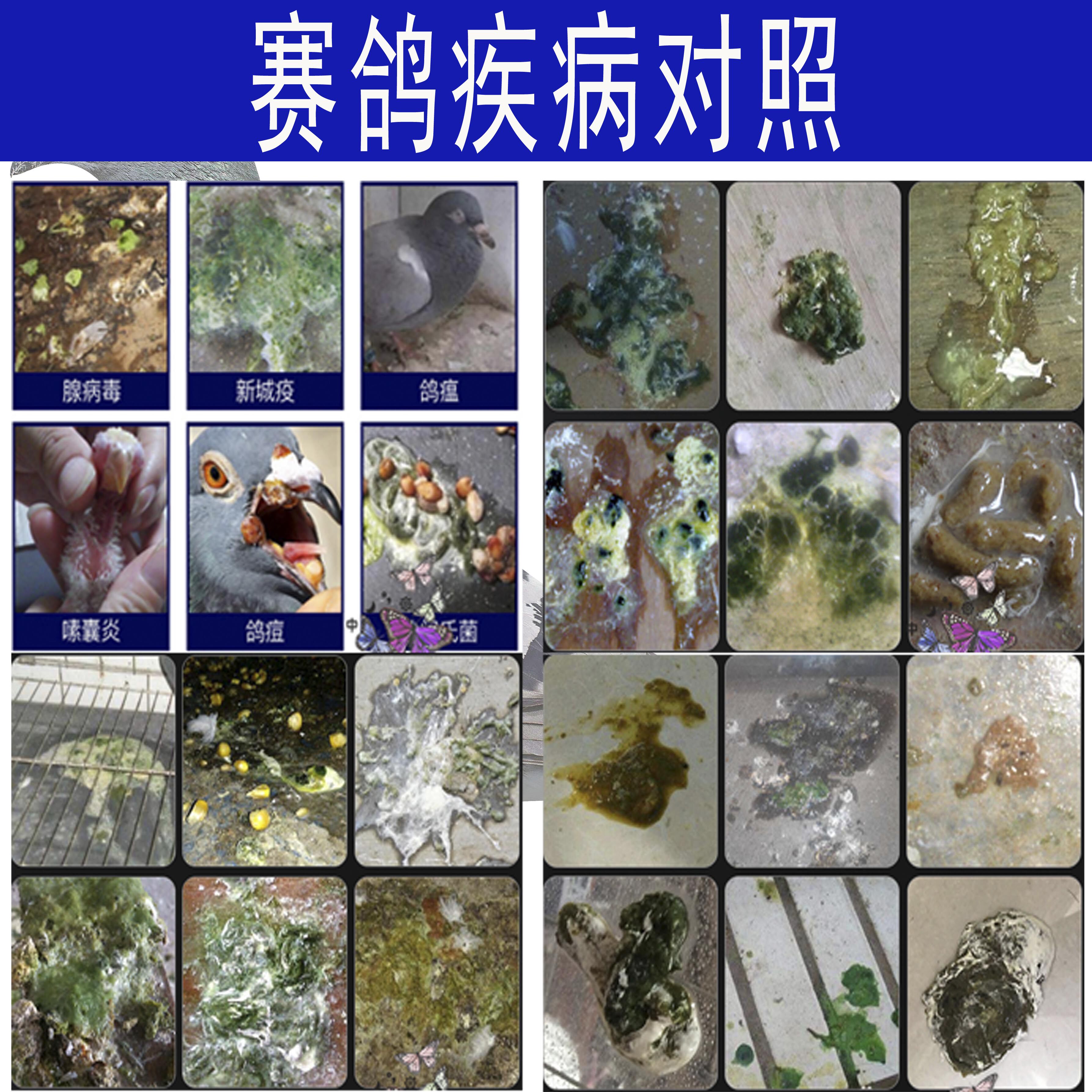 汉诺威活菌500ml瓶下痢水肠炎涨归紧迫应激包邮鸟禽类医疗用品