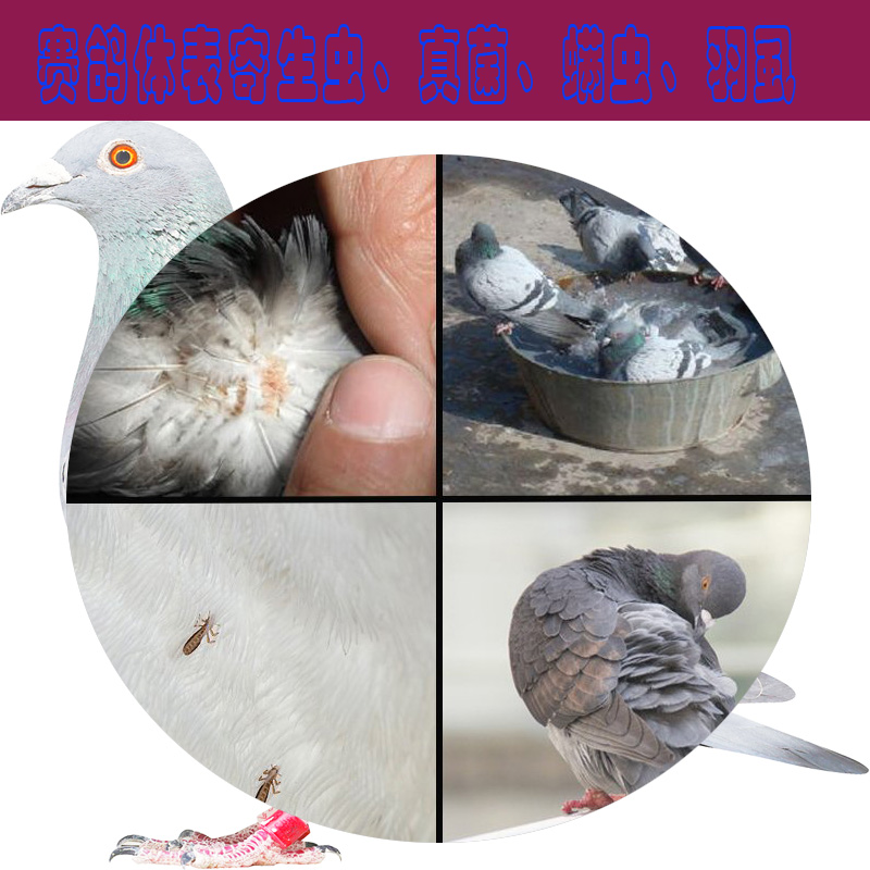 虱螨鸽子大全欧耐耐德一扫光信鸽鹦鹉八哥鸟类医疗用品