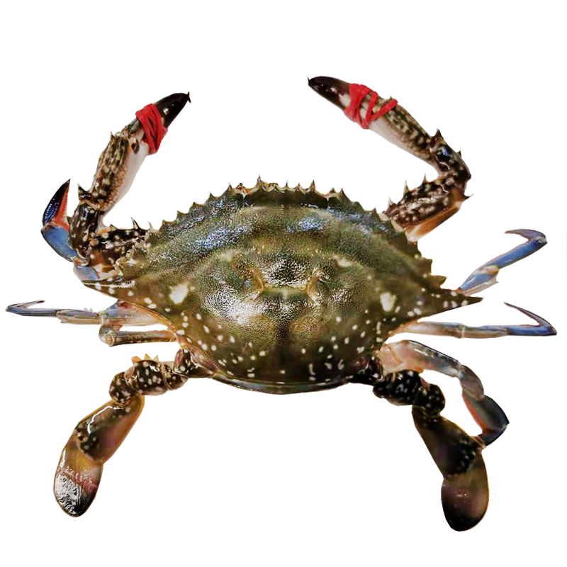 丹东黄海野生梭子鲜活海鲜水产1斤公蟹东港梭子蟹