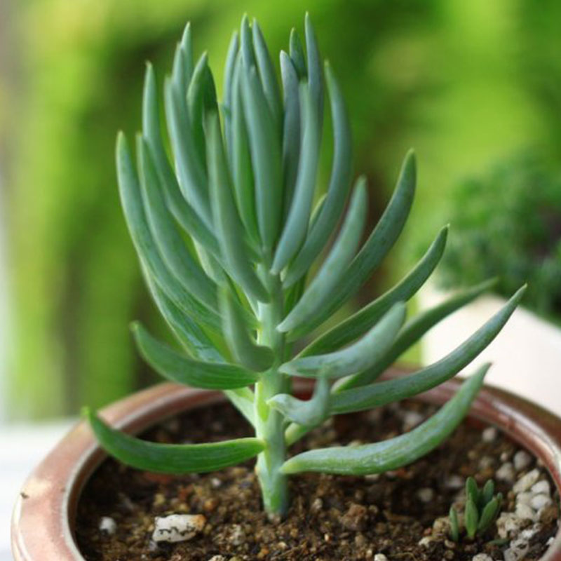 多肉植物蓝月亮兰月亮菊科根系发达易养迷你绿植多肉植物