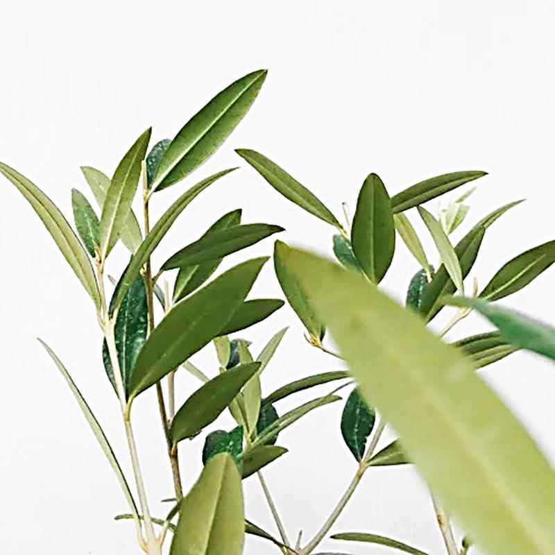 华欧油橄榄橄榄树树枝鲜干真植植物树叶叶子婚庆树叶