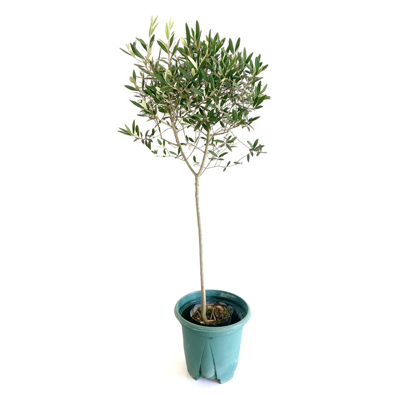 华欧油橄榄橄榄树盆栽室内大型绿植真植植物树苗绿植