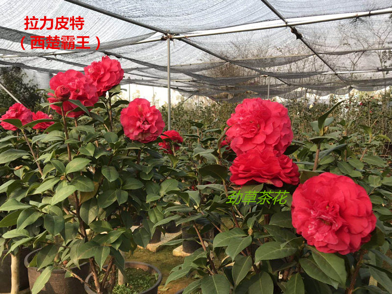 云南茶花3年拉力皮特 西楚霸王 壮苗云杂 精品云南