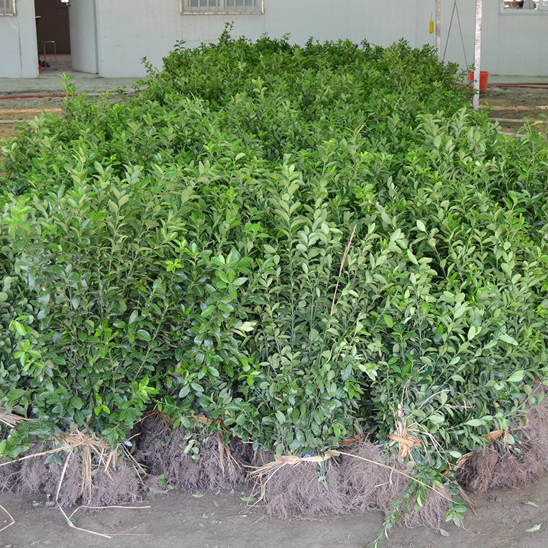 小叶黄杨苗瓜子黄杨树苗冬青苗大叶黄杨树苗庭院绿篱围墙篱笆树苗