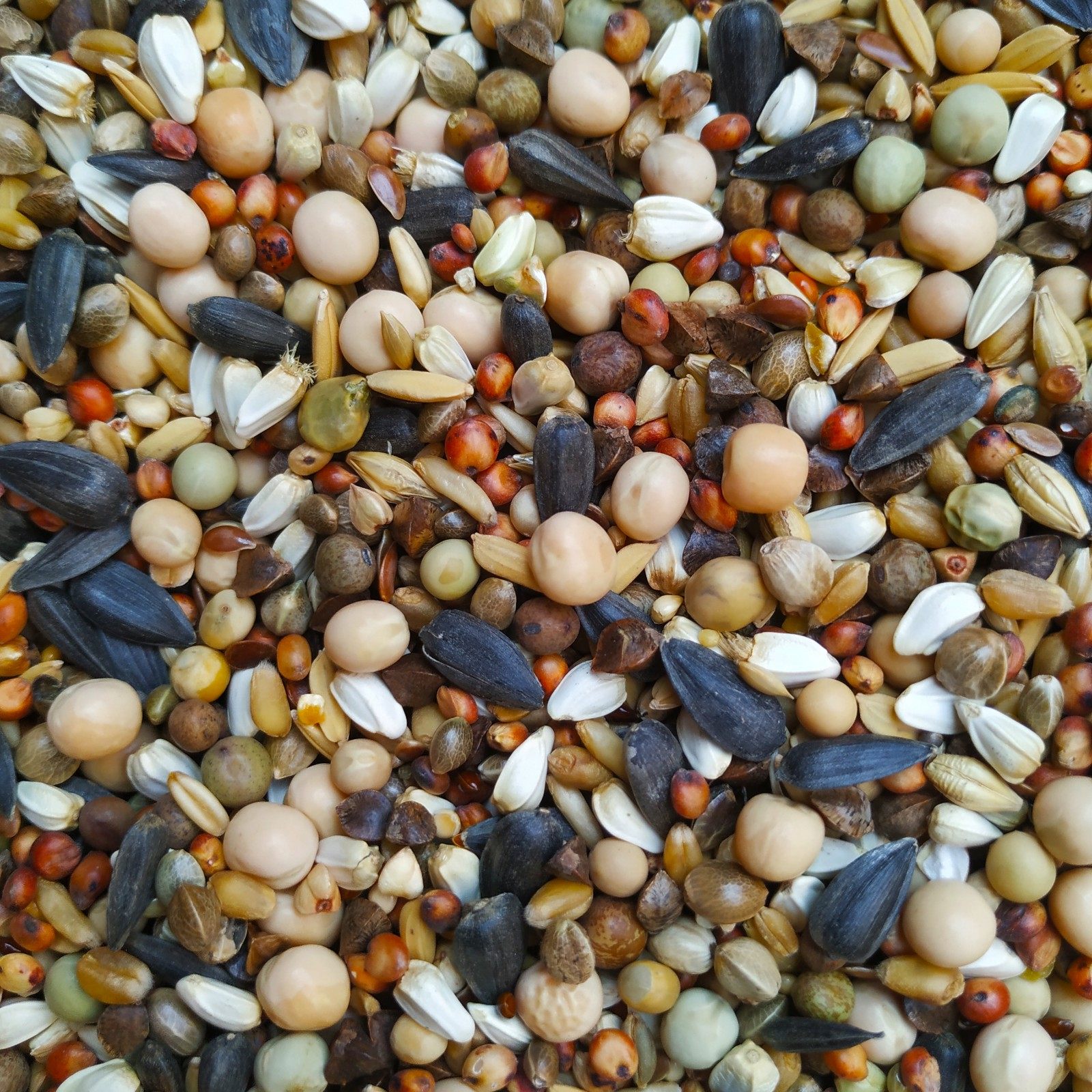 鸽粮级无玉米幼鸽鸽子饲料5斤包邮肉鸽观赏鸟