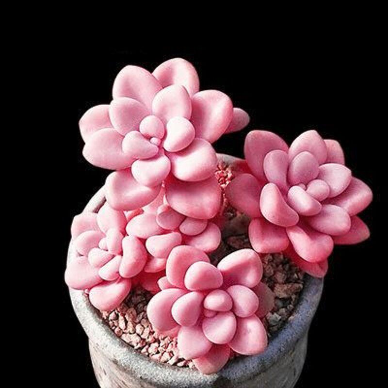 魔法多肉植物碧光光环稀有品种货带香味小红莓多肉植物