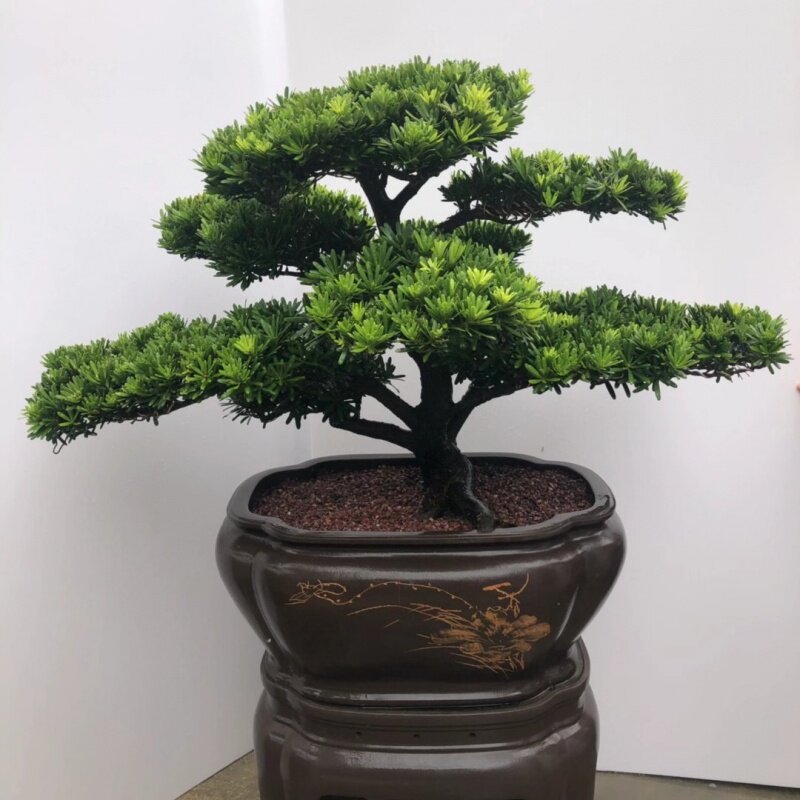 台湾汉松名贵绿植常青四季盆景原生罗汉松高端绿植