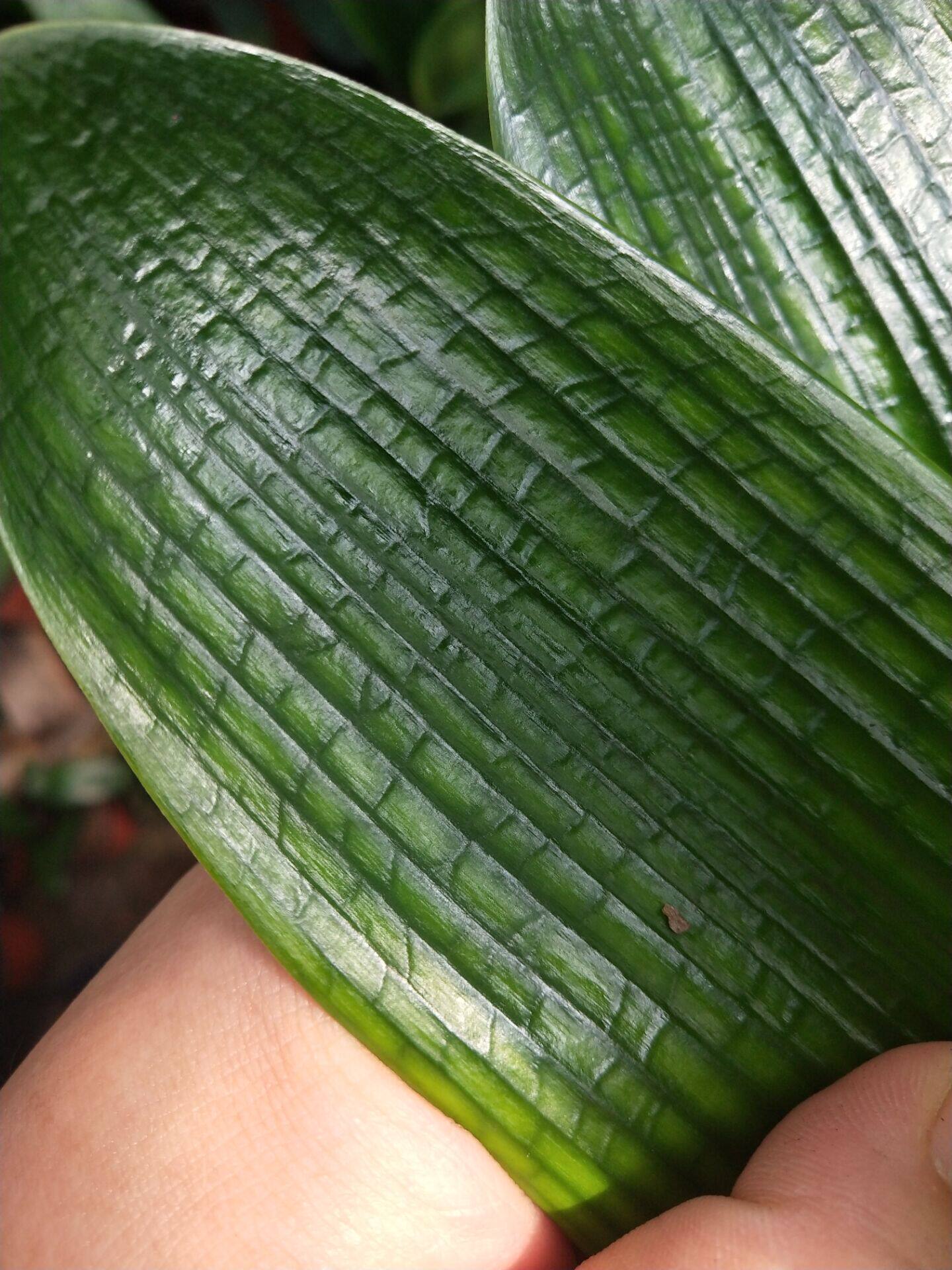 精品君子兰元宝和尚油匠蜡膜阳台绿植盆栽防辐射绿植