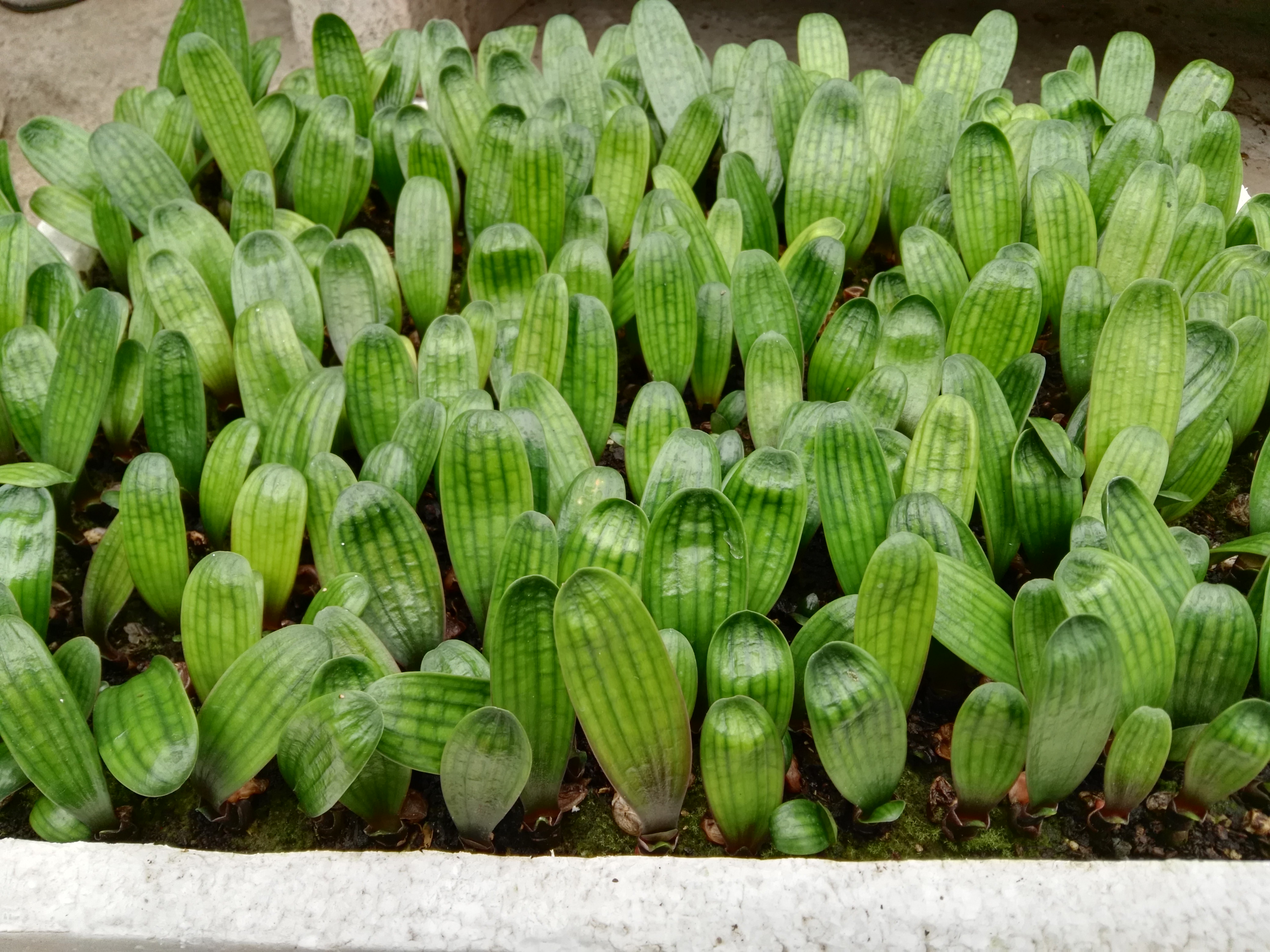 包邮长春精品油匠技师大桥头短君子兰花苗特价绿植