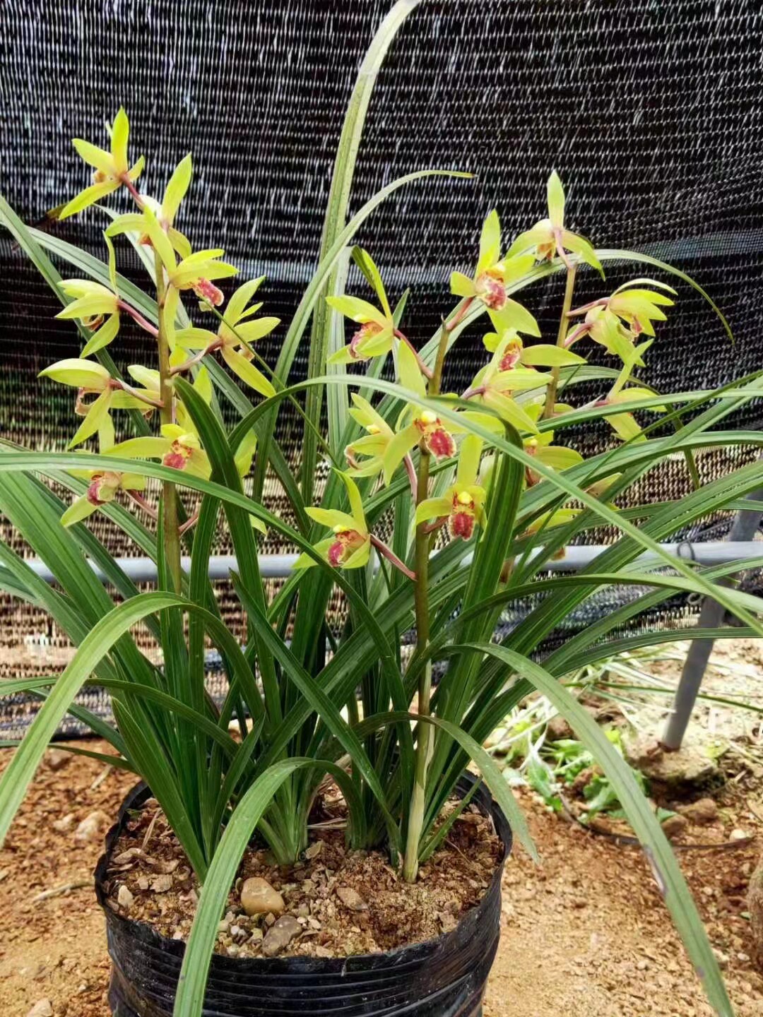 绿色植物成活易成活耐寒浓香盆栽蕙兰大型室内绿植