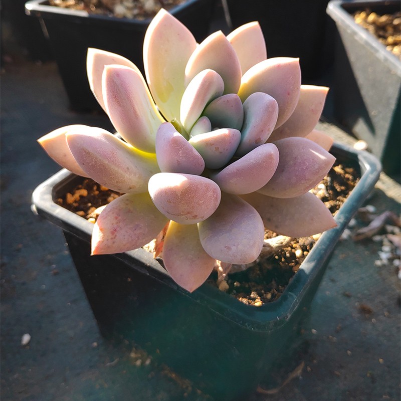 奥普琳娜老桩热门园艺多植物家庭装饰套餐花园阳台多肉植物