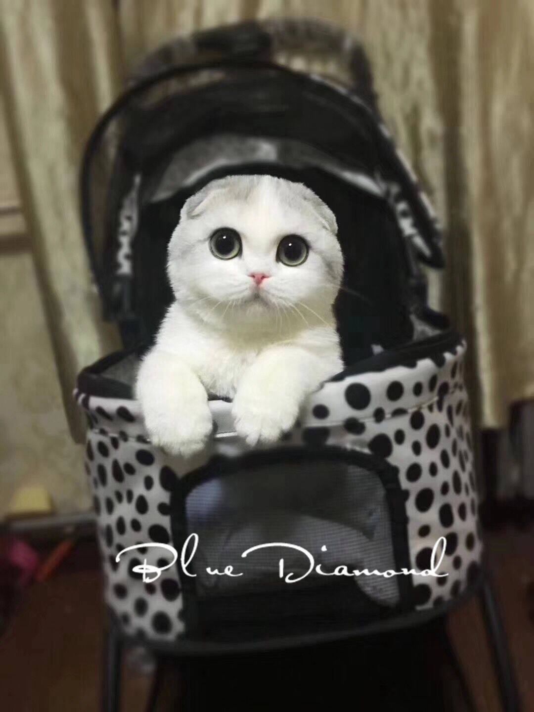 苏格兰折耳猫活体宠物猫起司虎斑加白折耳猫