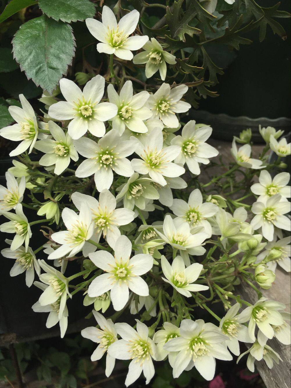 幸福园艺家银币现货巨惠铁线莲小苗常绿庭院花卉花卉