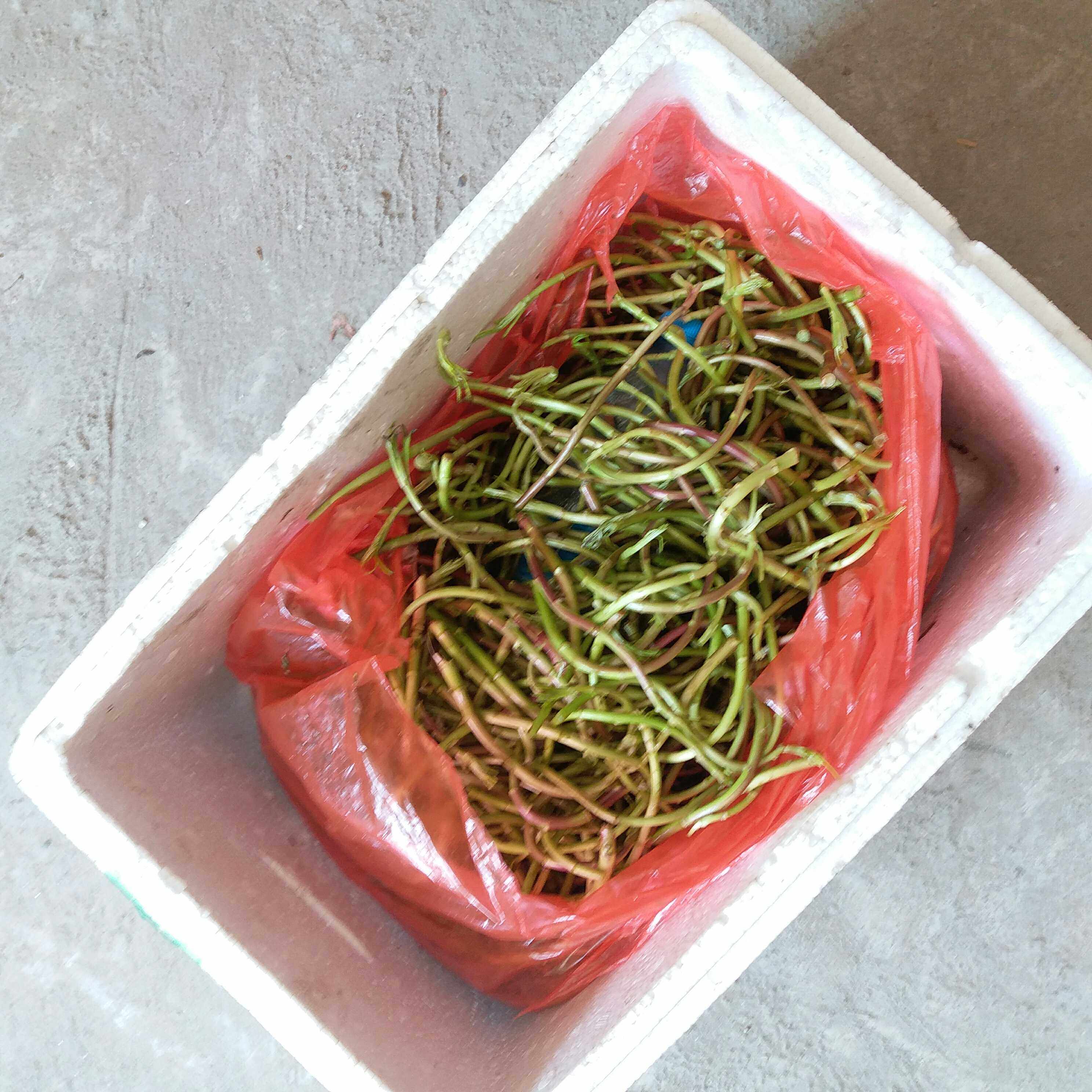 包邮正宗鄱阳湖藜蒿新鲜野生红梗藜蒿芦蒿泥蒿去根叶现摘现发3斤