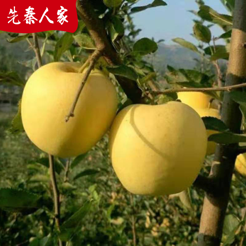 苹果金帅水果整箱当季香蕉面黄新鲜甘肃黄元帅苹果