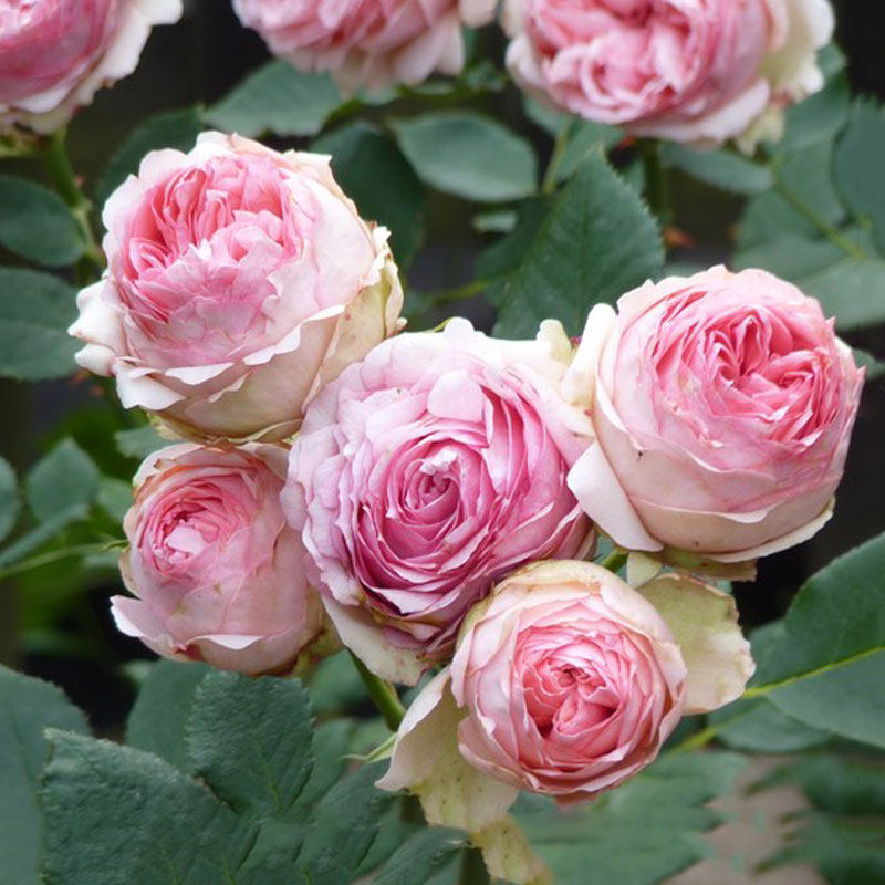 丰花灌木切花虹越进口月季玫瑰多季观花花园花卉