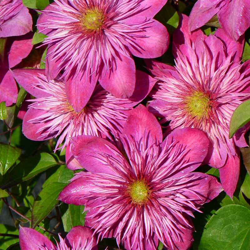 铁线莲花苗重瓣大花虹越庭院阳台花卉大河蓝光皇帝攀援爬藤植物