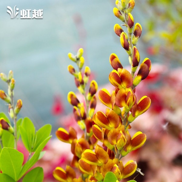 虹越赛靛花多规格盆栽多年生庭院露台宿根花卉绿植