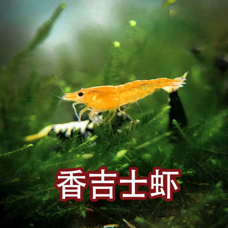 观赏香吉士米虾橘色米宠物活体虾