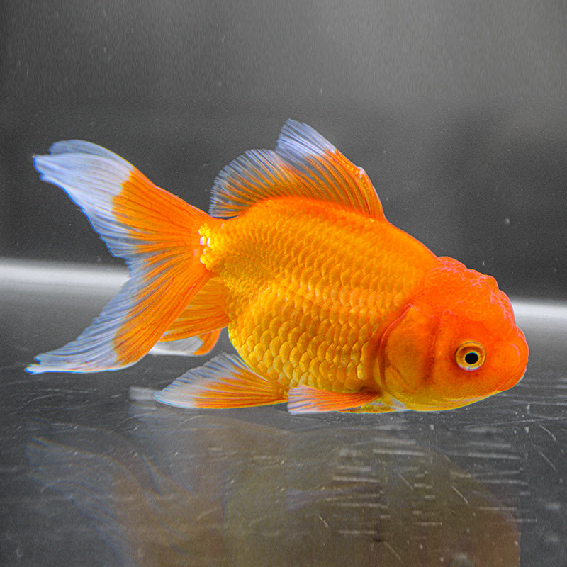 金鱼活体冷水观赏观赏鱼鱼草锦鲤鲤鱼草鱼小金鱼