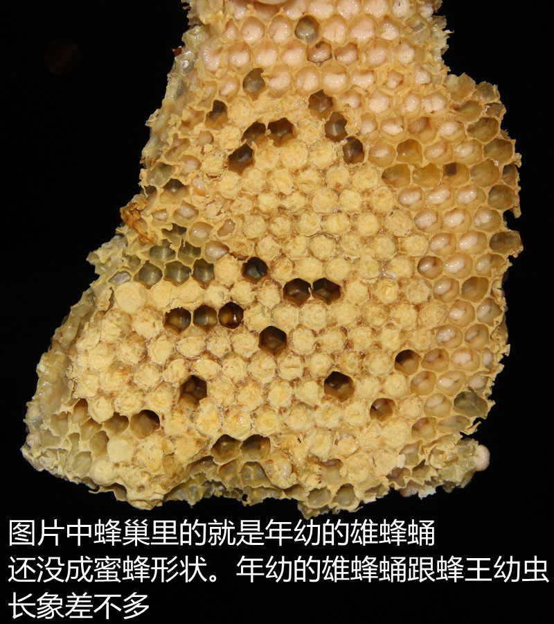 正品新鲜雄蜂蛹片冻干片野生天然男性滋补温肾养生原料蜂场直供