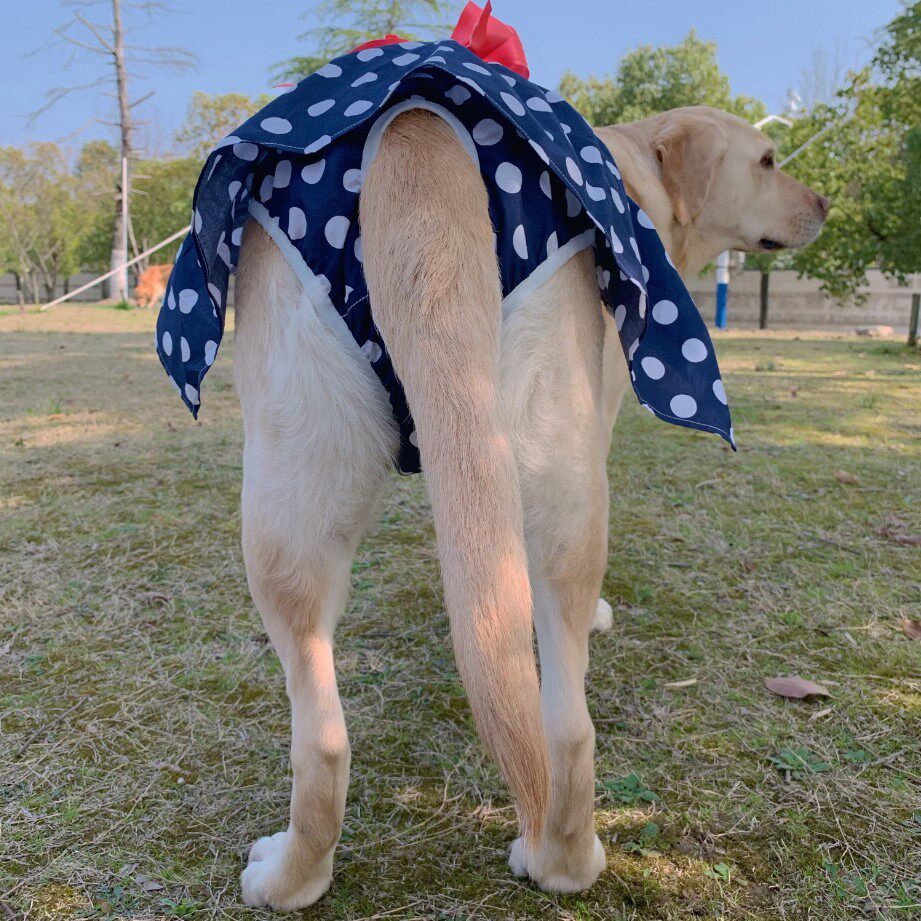 狗狗宠物生理裤纸样月经母狗内裤模版泰迪裤衩宠物服装