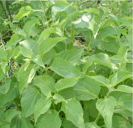 野生干芭藿香香草东北铁锅炖鱼庆岭鱼汤汤料其它干货