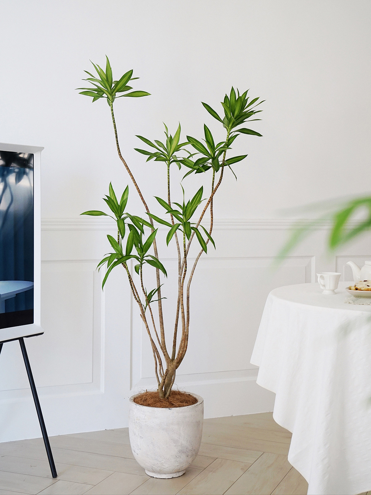 植物私生活造型百合网红室内客厅大型落地耐阴大型绿植