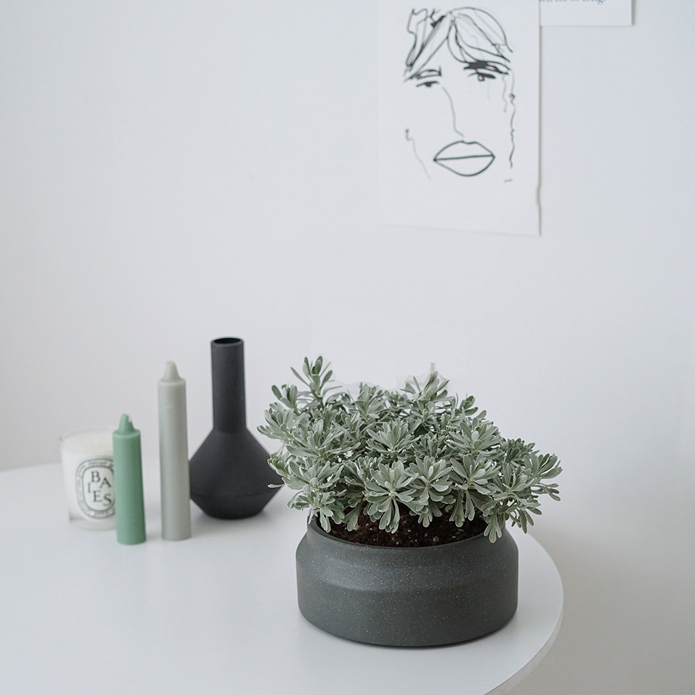 植物私生活银色芙蓉桌面盆栽北欧自带滤镜观叶植物绿植