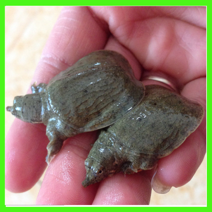 白云湖7-12克小甲鱼苗活体水鱼团鱼中华鳖苗龙鱼活体饲料80只包邮