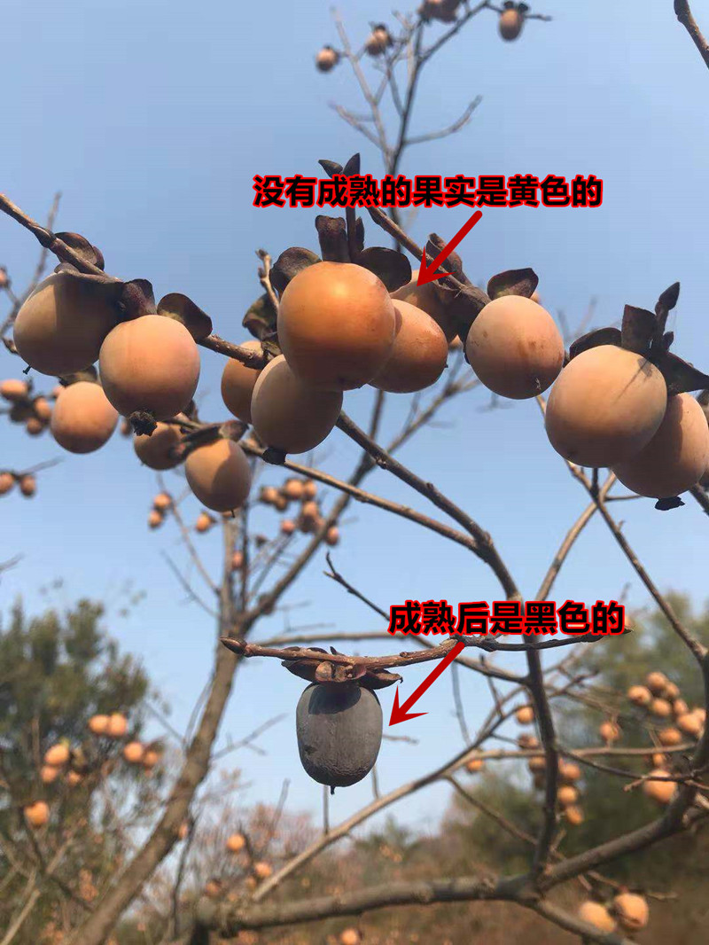 降霜圆柿饼1000g农家自制特级青州柿子饼特产零食非陕西富平吊饼