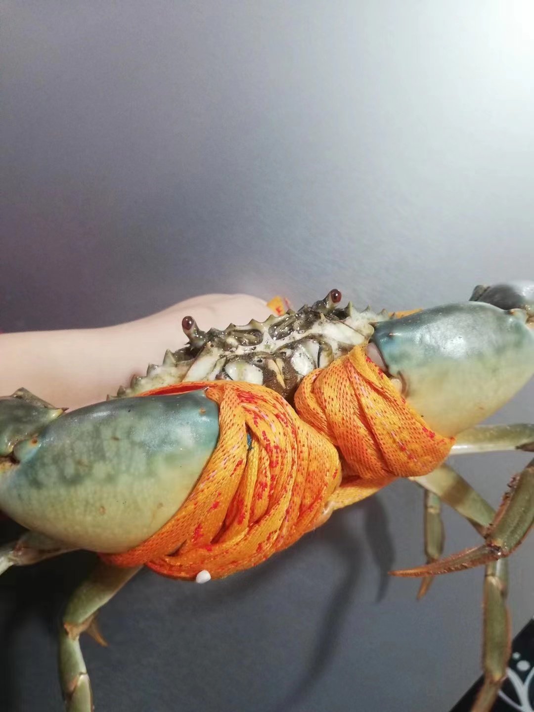 三门装红活蟹螃蟹水产海鲜鲟海2斤膏蟹大红青蟹