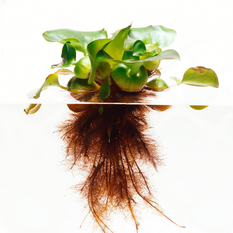水质水葫芦水培浮萍水生植物养殖场水草净化鱼缸水草