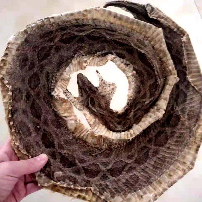 中药材蛇干蝮蛇眼镜蛇包邮130克八步大蕲蛇整条蕲蛇其他药食同源食品