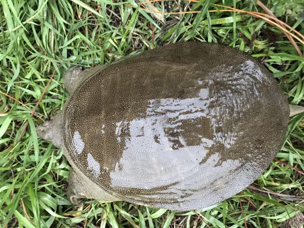 【2斤】大甲鱼活体 宠物王八龟中华老鳖团脚水鱼