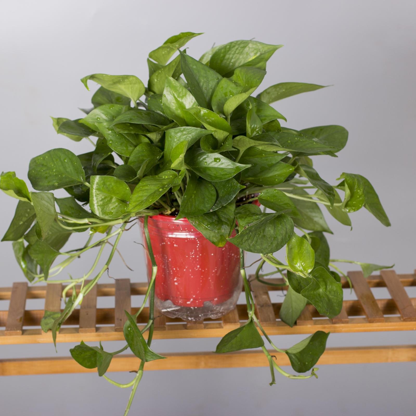 绿航吊兰绿萝盆栽西安花卉绿植植物桌面净化空气室内除甲醛防辐射