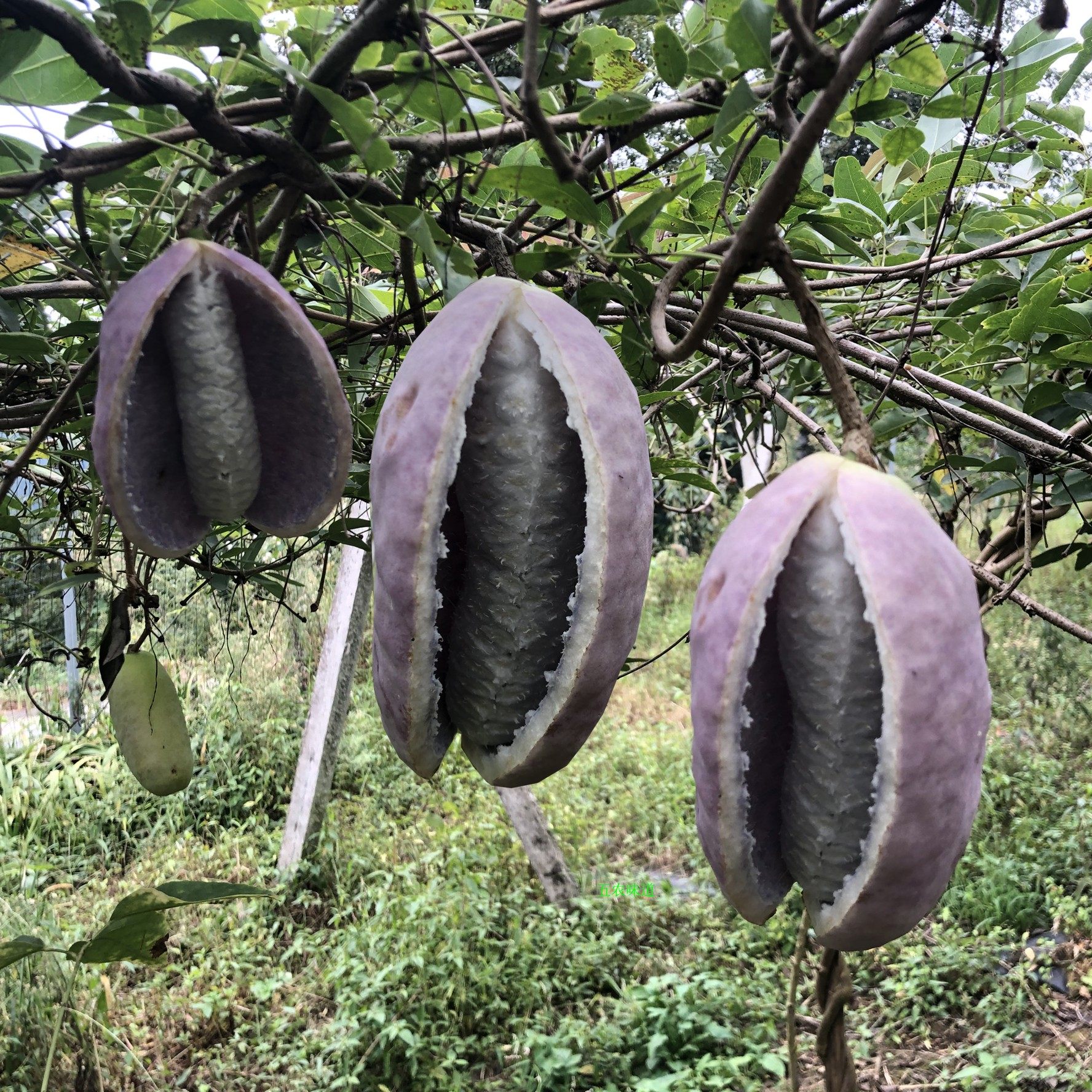 八月现摘重庆5斤新鲜当季时令水果炸野香蕉甜瓜
