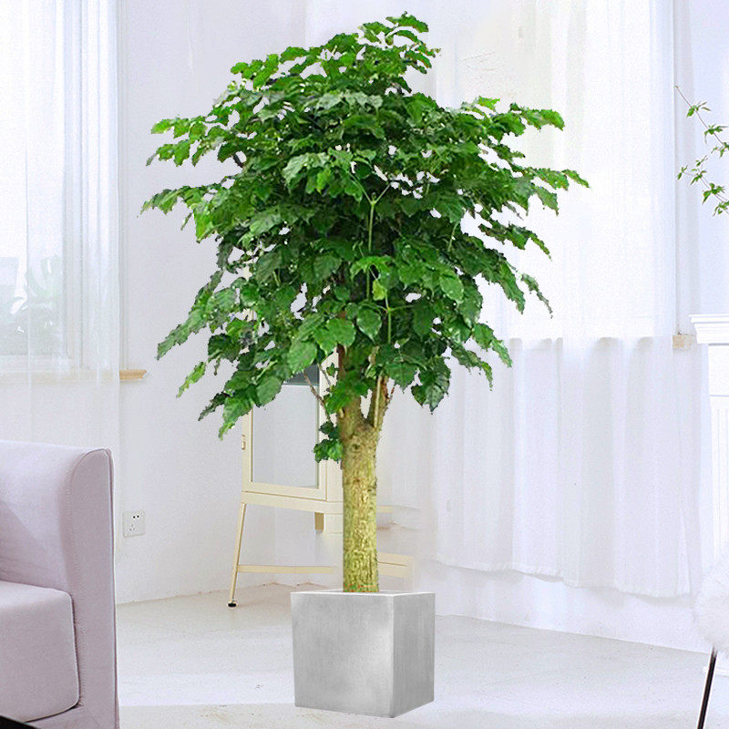 妙点绿宝幸福树盆栽大型植物大树树桩绿植园艺室内大型绿植