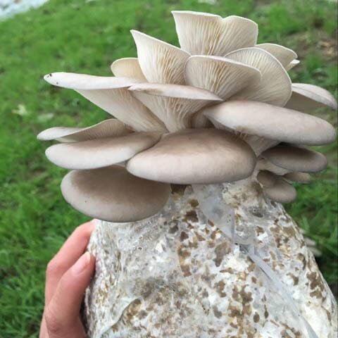 蘑菇种植包平菇菌包种蘑菇食用菌菌种家庭种植蘑菇菌种子新鲜菌菇