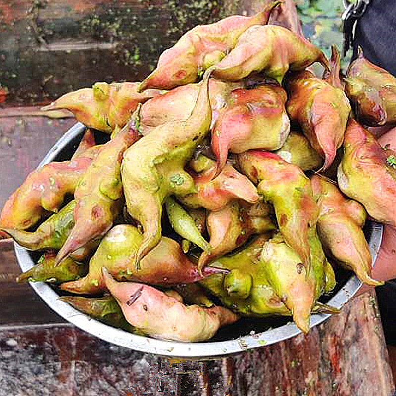 菱角新鲜生吃当季水果蔬菜即食棱角米种现摘菱角