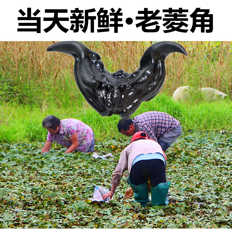 菱角种苗大高高产新鲜野生种籽水生植物5斤其它