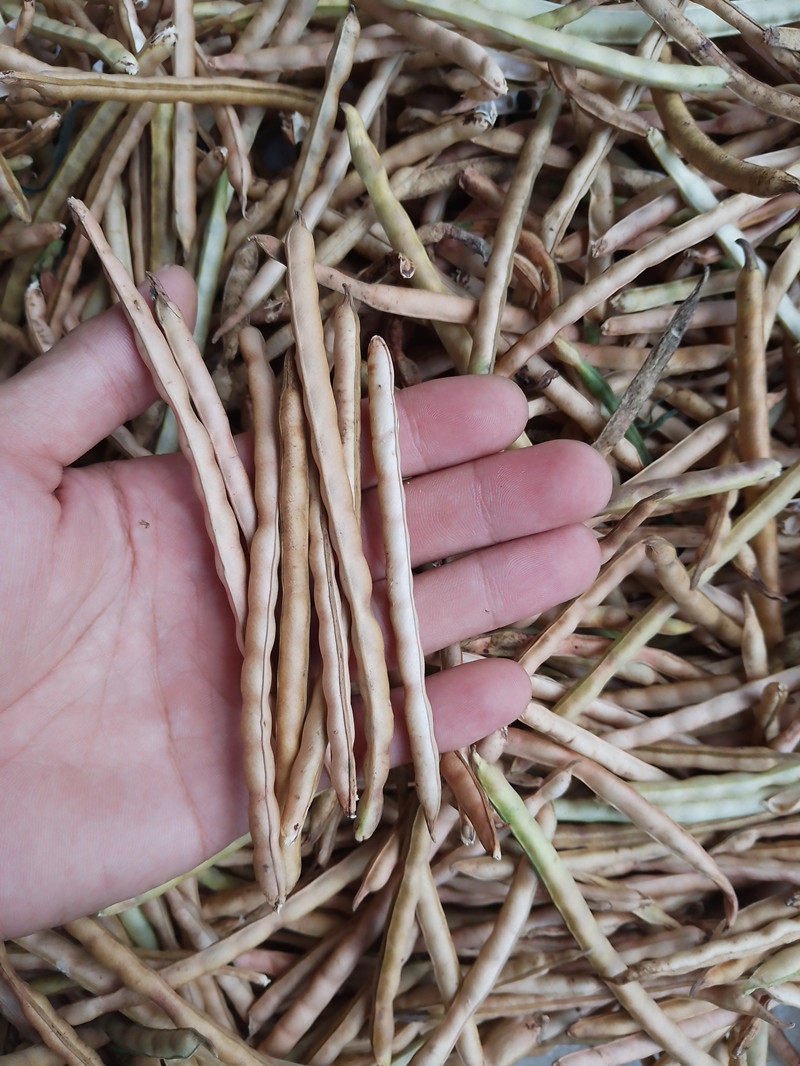 牛角闽南农家小黑豆自然晒干营养粗粮500g福建黑豆