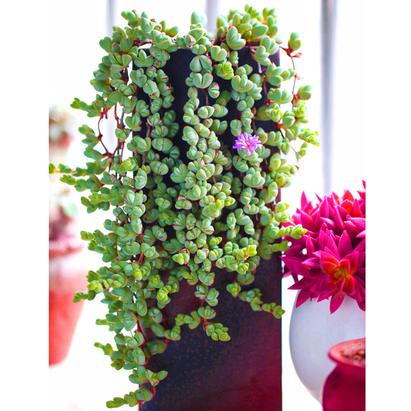 碧鱼多头碧玉莲多肉植物盆栽鹿角海棠办公桌肉肉多肉植物