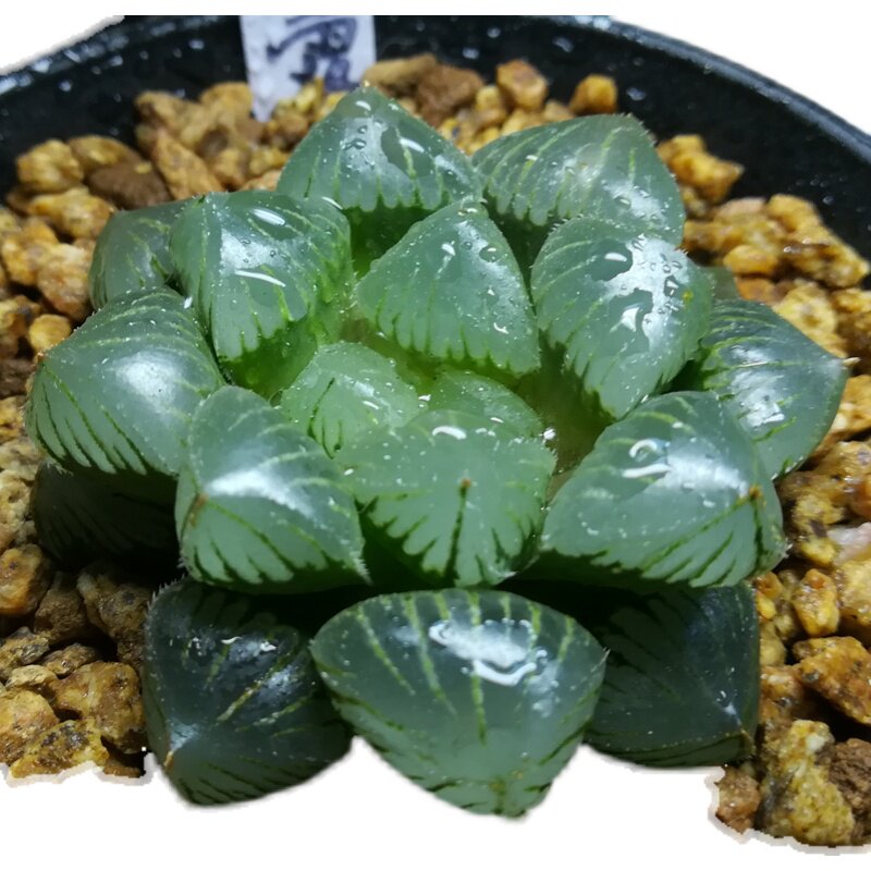 1元多肉植物糯玉露办公室新款姬玉露冰灯超萌肉花草大批基地直发