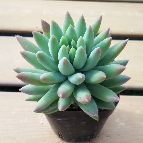 多肉植物珠帘进口玉珠莲老桩鲜花绿植盆栽防辐射花卉