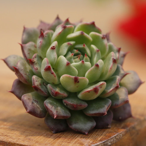 美尼王妃姬莲系多植物进口稀有组合盆栽萌肉多肉植物