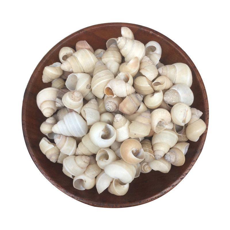 中药材白螺狮健长50克白螺丝螺丝白师螺店铺其他药食同源食品
