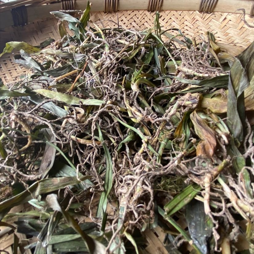 观音500克包邮贵州省野生中药材吉祥草玉带小叶万年青其他药食同源