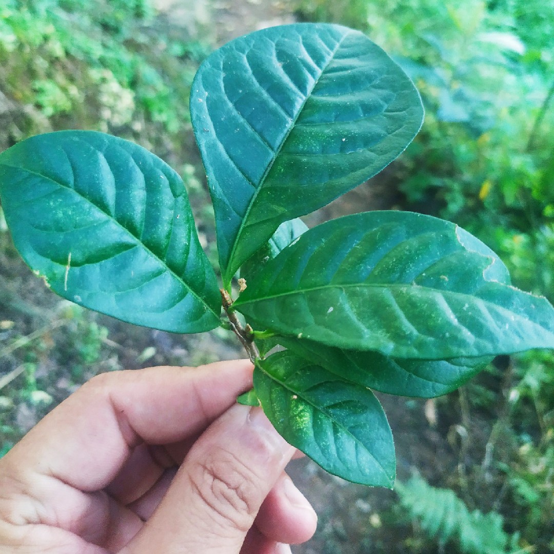 请问这个植物的名称？（貌似是一种中草药）_百度知道