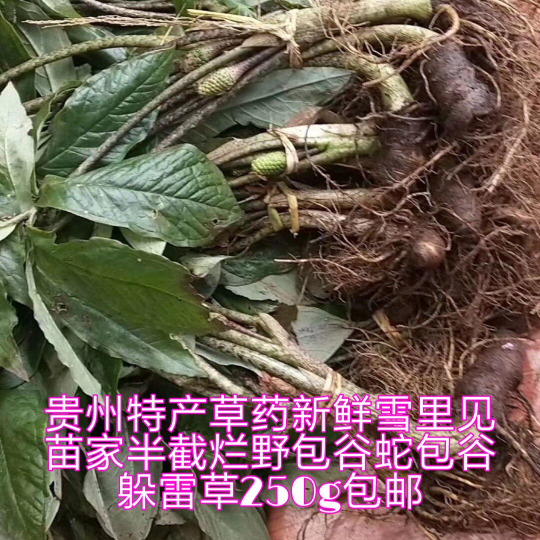 贵州特产新鲜雪里苗家家中草药药材半截烂野传统滋补品其他